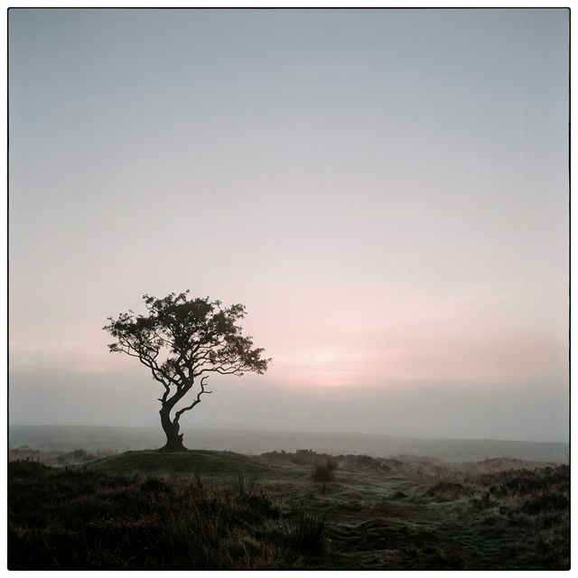 solitary tree at dawn